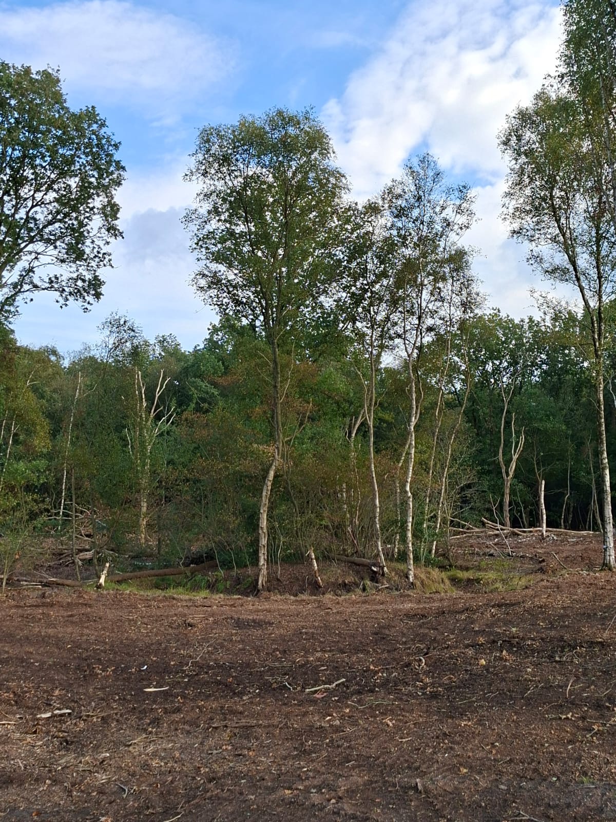 Op deze verhoogde plek - tot voor kort gelegen in de bosstrook - stond lang gelegen een Tjaskermolen die bij voldoende wind het water wegpompte. We maken deze plek weer zichtbaar en wellicht staat er ooit een replica van de molen op
