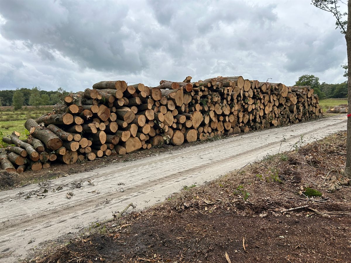De houtoogst nadat de bomen in de bosdoorsteek zijn omgezaagd. Het hout krijgt weer een bestemming