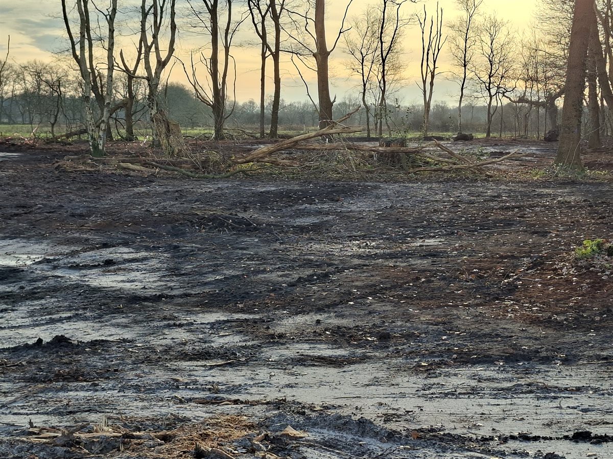 noordelijke bosdoorsteek