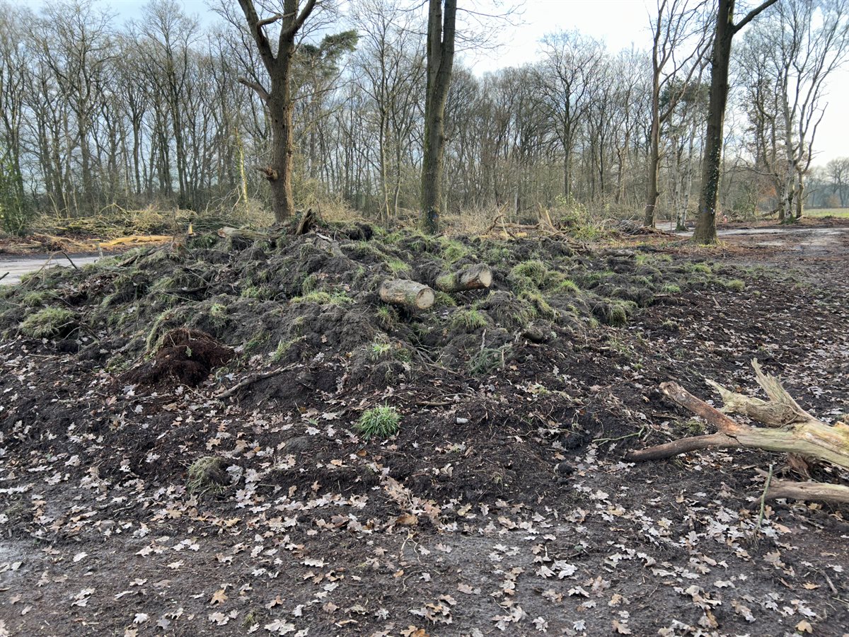 reptielen hotel noordelijke bosdoorsteek 1